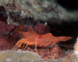 Red Night Shrimp taken off of the Reefhouse Resort's pier. by John Scott Mcgougan 